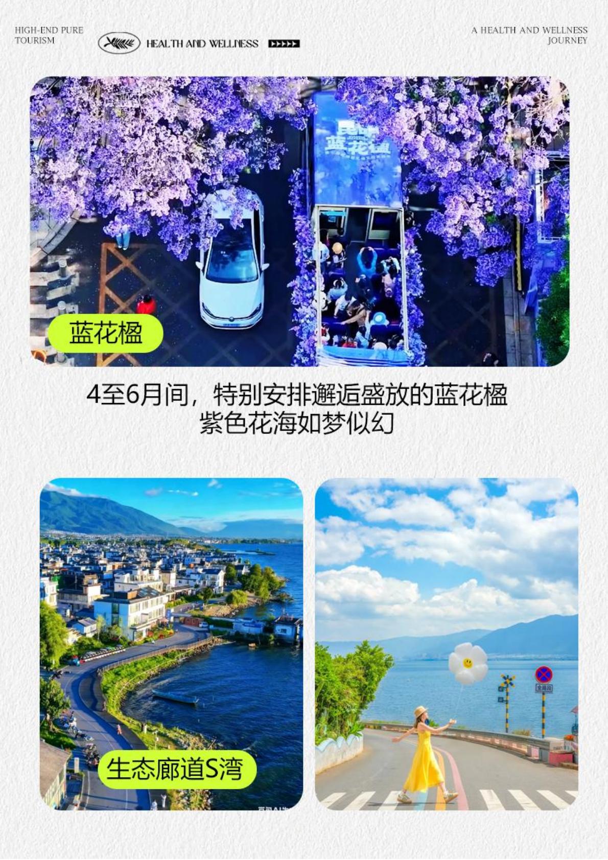 蓝花楹、生态廊道S湾